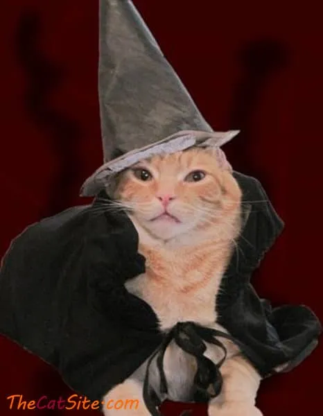 القطط يرتدون ملابس' title=