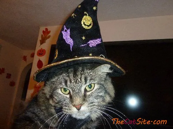 القطط يرتدون ملابس' title=