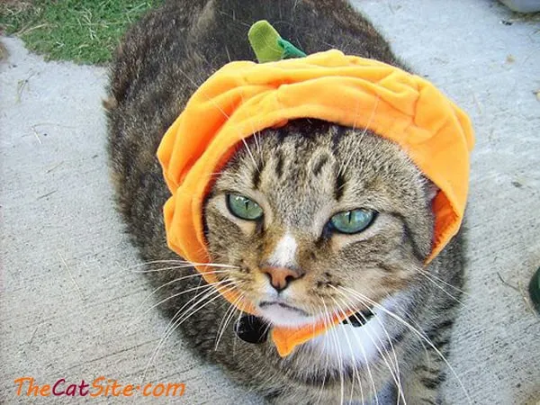 21 قطة ترتدي ملابس ستجعلك تضحك في عيد الهالوين هذا' title=
