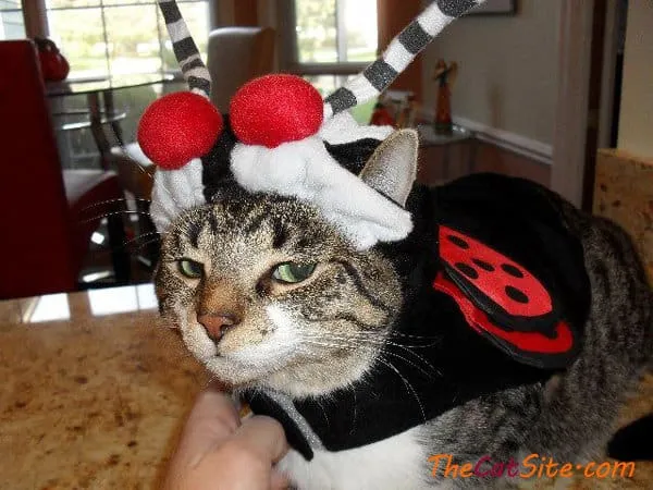 21 قطة ترتدي ملابس ستجعلك تضحك في عيد الهالوين هذا' title=