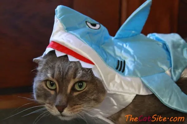 21 قطة ترتدي ملابس ستجعلك تضحك في عيد الهالوين هذا' title=