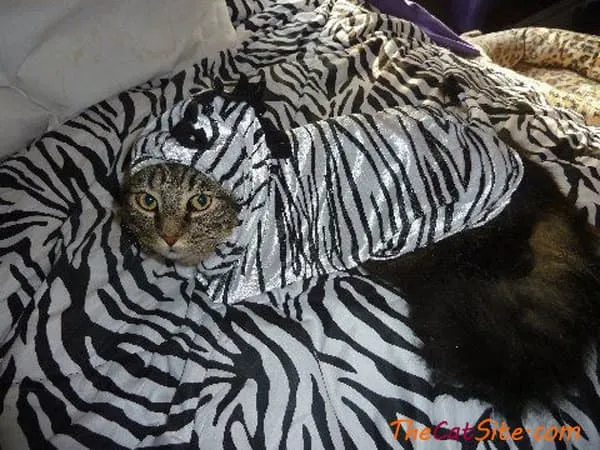 21 قطة ترتدي ملابس ستجعلك تضحك في عيد الهالوين هذا' title=