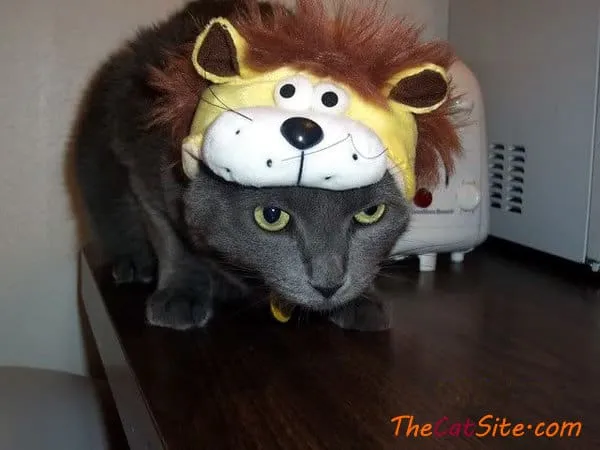 21 قطة ترتدي ملابس ستجعلك تضحك في عيد الهالوين هذا' title=