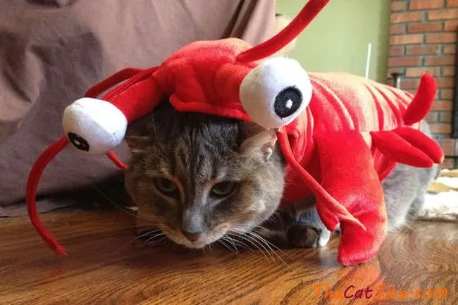 21 قطة ترتدي ملابس ستجعلك تضحك في عيد الهالوين هذا' title=