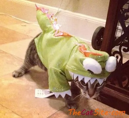 21 قطة ترتدي ملابس ستجعلك تضحك في عيد الهالوين هذا' title=