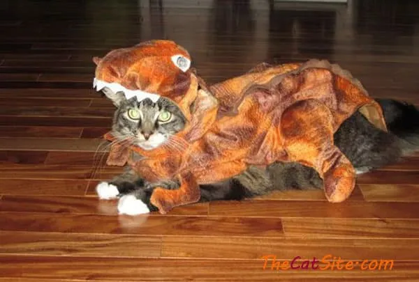 21 قطة ترتدي ملابس ستجعلك تضحك في عيد الهالوين هذا' title=