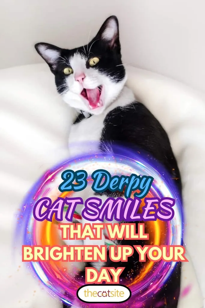 23 sorrisi di gatti derpy che illumineranno la tua giornata