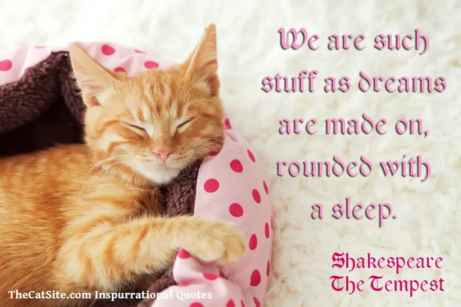 Kot Szekspira' title=