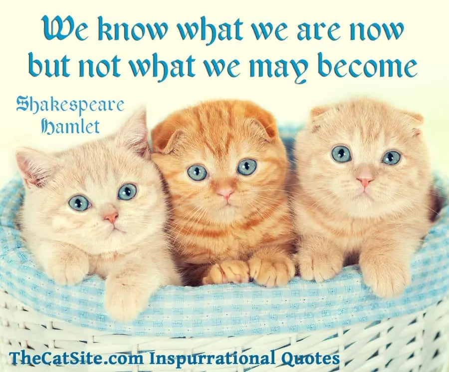 Cytat Szekspira i kocięta' title=