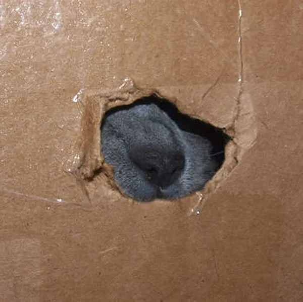 52 причини, поради които котките трябва да влизат в кутии' title=