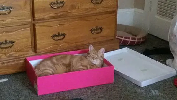 52 причини, поради които котките трябва да влизат в кутии' title=