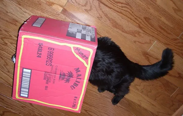 52 причини, поради които котките трябва да влизат в кутии' title=