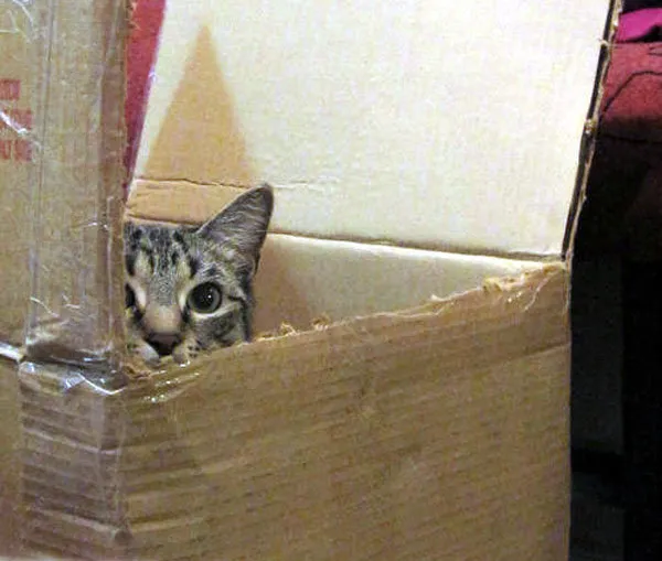 52 причини, поради които котките трябва да влизат в кутии' title=