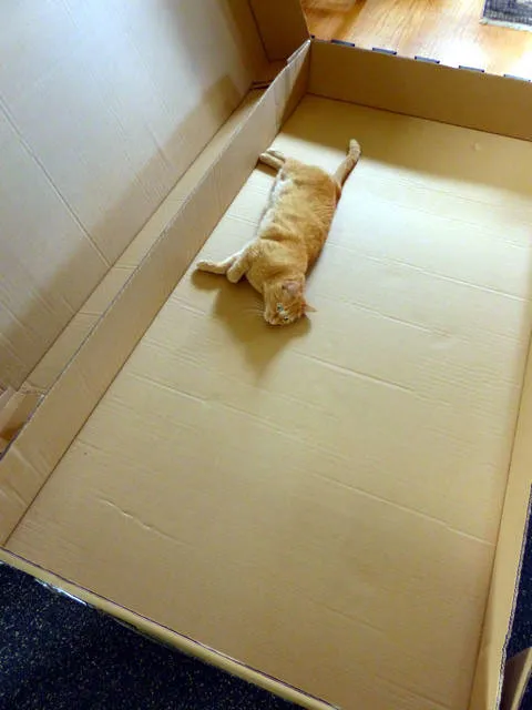 52 de motive pentru care pisicile trebuie să intre în cutii