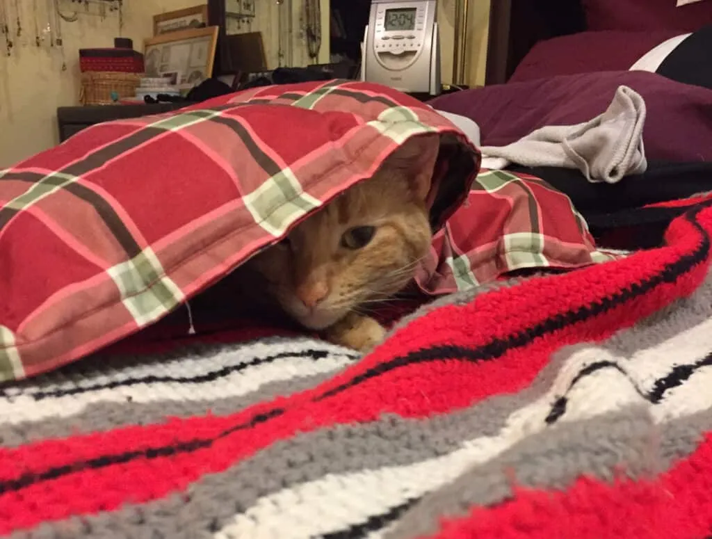 Orangefarbener Tabby unter einer rot karierten Decke' title=