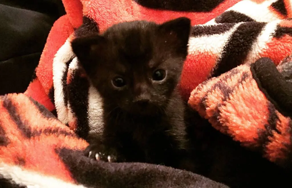 Ein schwarzes Kätzchen ist in rote Decken gekuschelt' title=