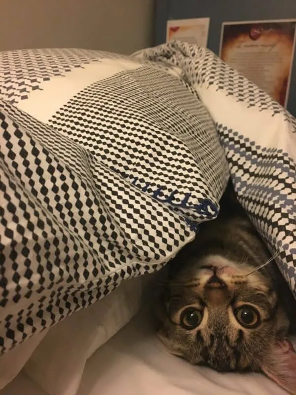 ein Kätzchen, das unter einer Decke hervorlugt – Fotos von bezaubernden Katzen' title=