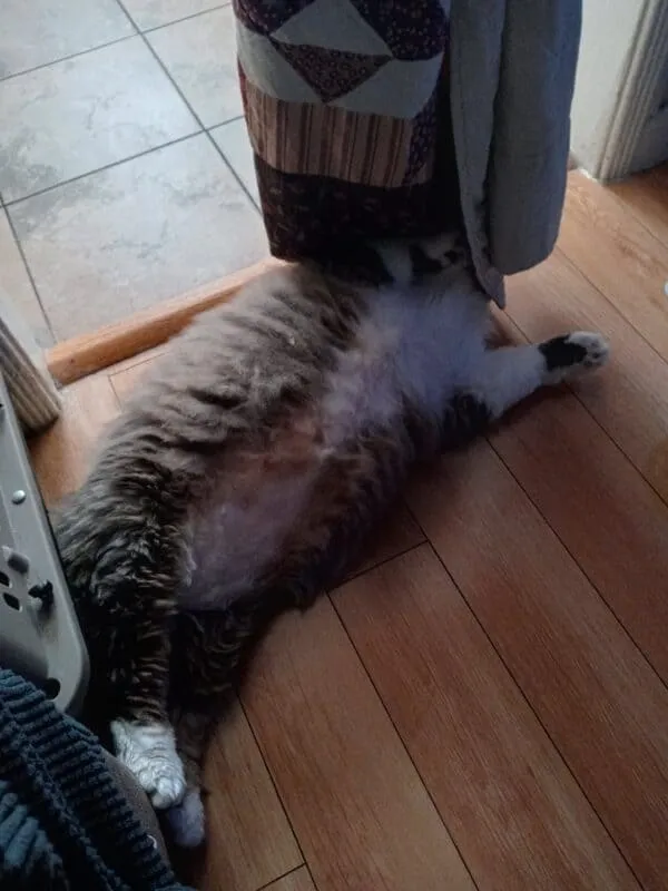 Katze versteckt sich unter einer Decke – Fotos von bezaubernden Katzen' title=