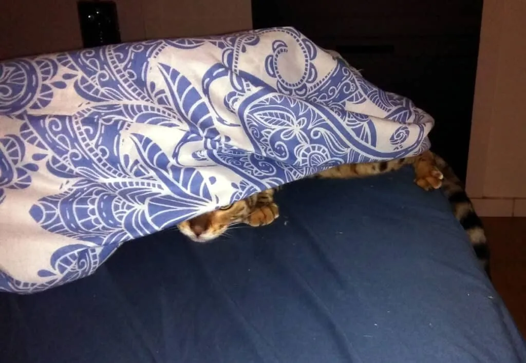 17 urkomische Fotos von entzückenden Katzen, die verdeckt gehen' title=