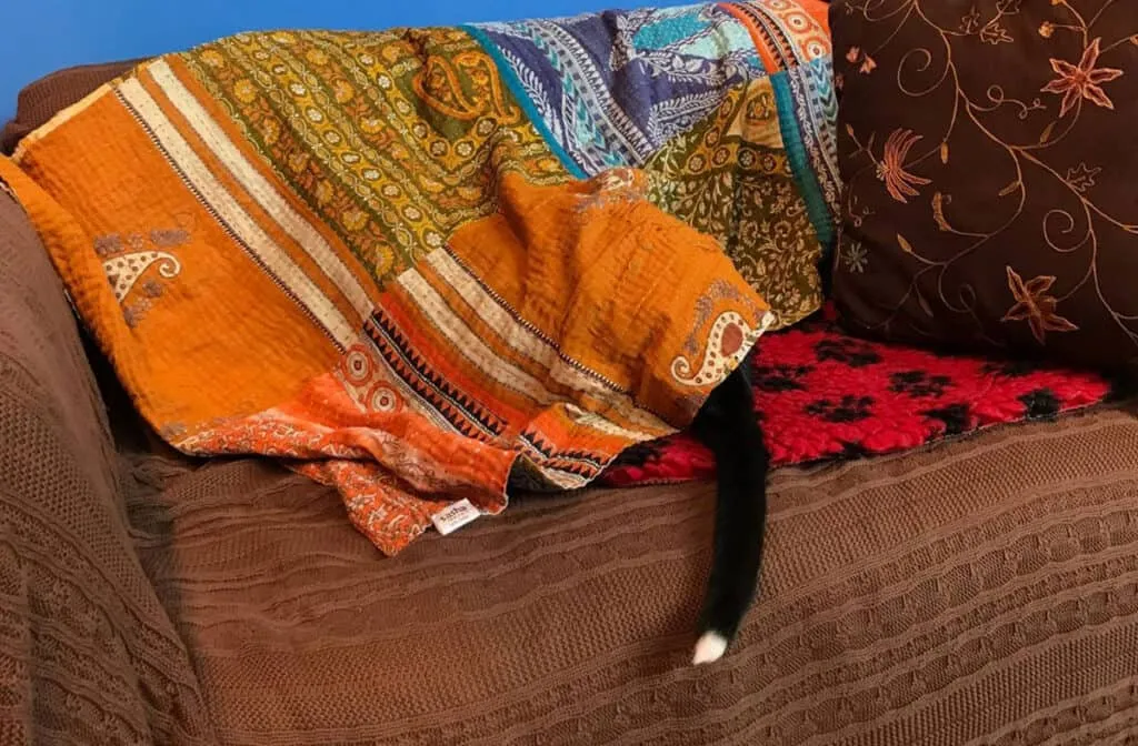 Eine schwarze Katze versteckt sich unter der Decke, aber der Schwanz ragt heraus.' title=