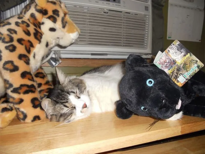 iki peluş oyuncak arasında uyuyan kedi' title=