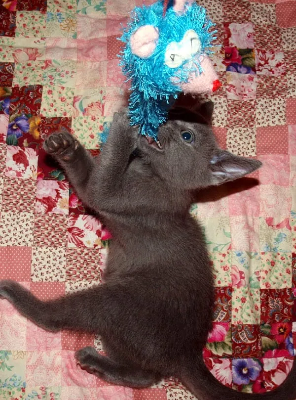 Kara kedi farenin büyük versiyonunu oynuyor' title=