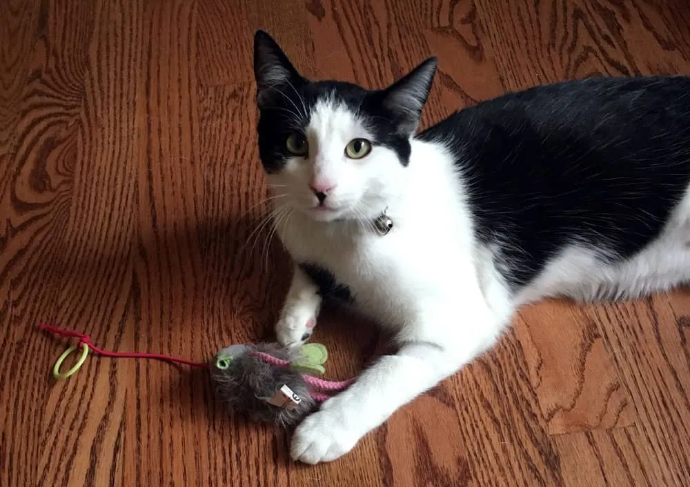 fare oyuncağını tutarken kameraya bakan kedi' title=