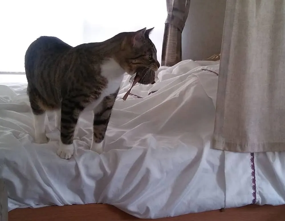 kedi fare oyuncağını ısırıyor' title=