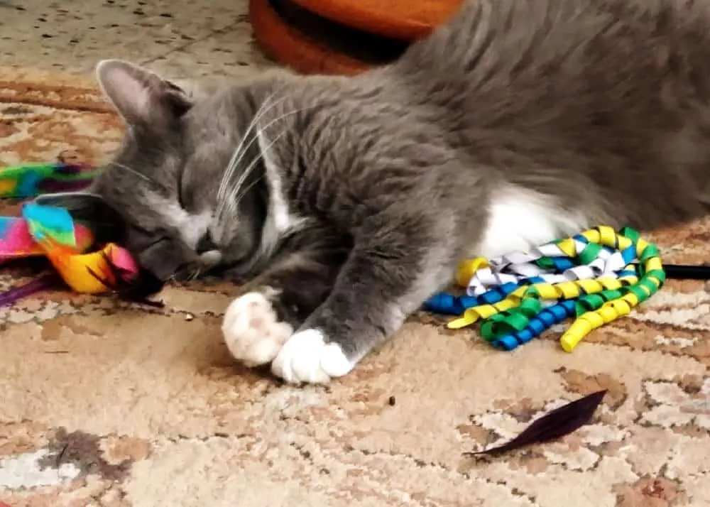 etrafta oyuncaklar varken yerde uyuyan kedi' title=