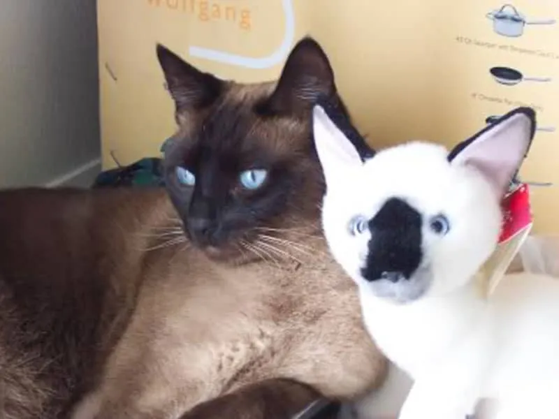 yanında köpeği doldurulmuş oyuncağı olan bir kedi' title=