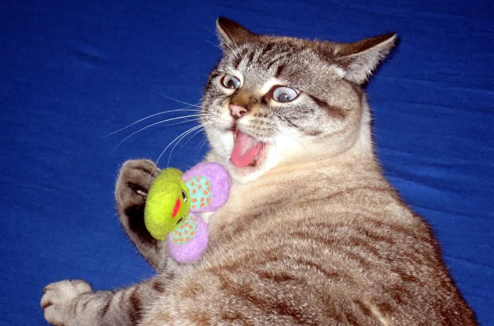 fare oyuncağını oynayan kedi' title=