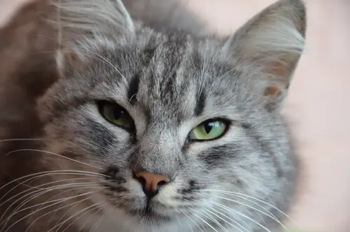 cara de gato fofo