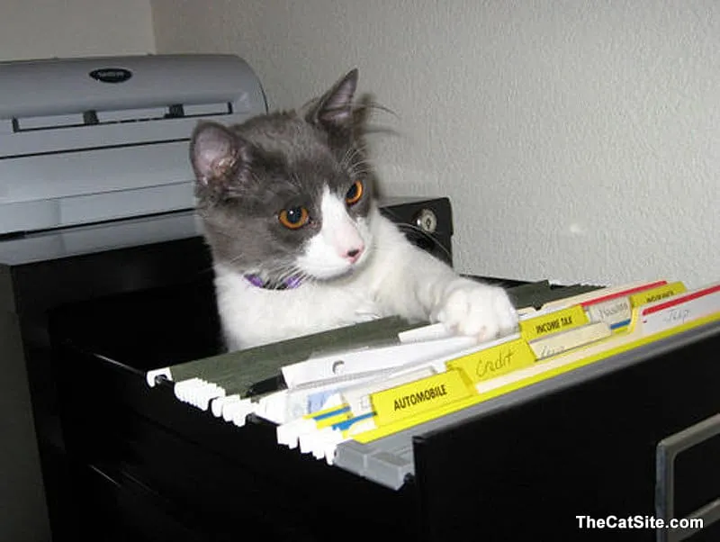 Úžasné fotky! 31 najužitočnejších mačiek, aké ste kedy videli!