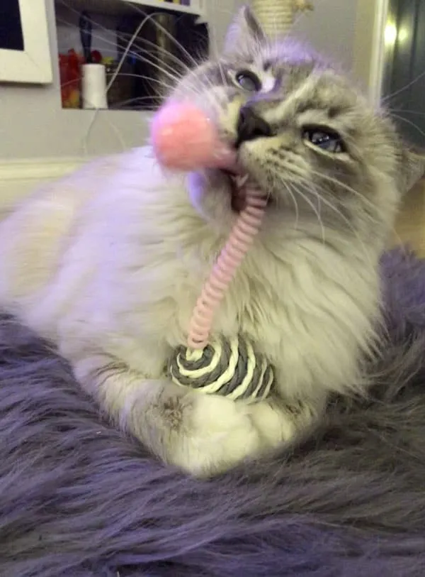 gato blanco jugando con un juguete elástico rosa' title=