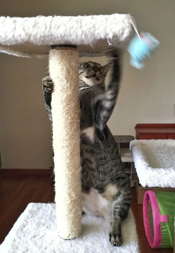 gato jugando con el ratón azul del árbol del gato' title=