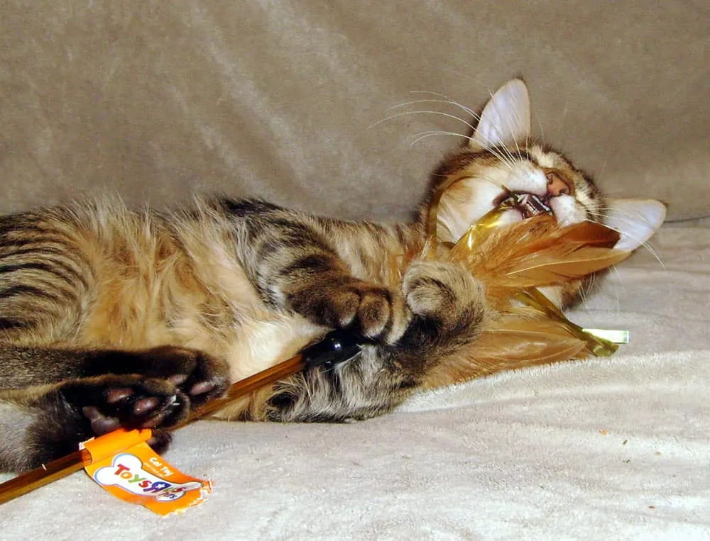 gato atigrado jugando con plumas marrones en un palo' title=