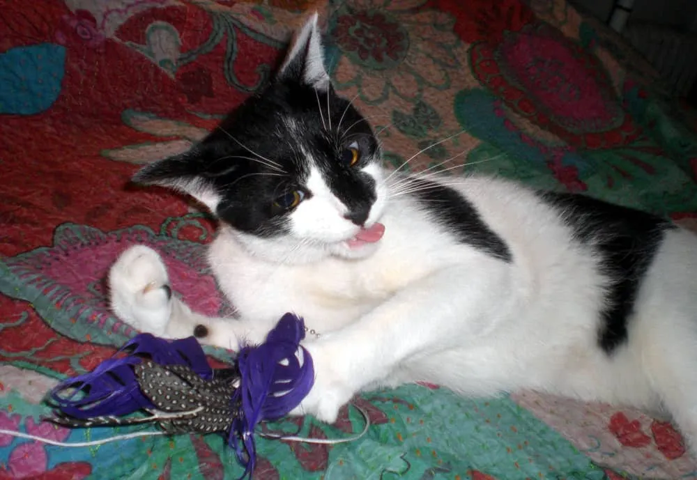 gato jugando plumas' title=