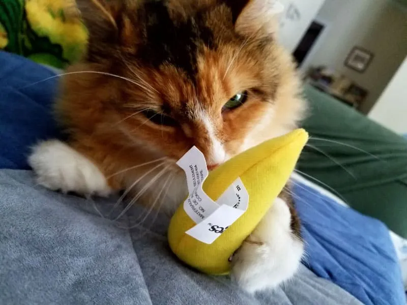 un tigre parece un gato jugando con un peluche amarillo' title=