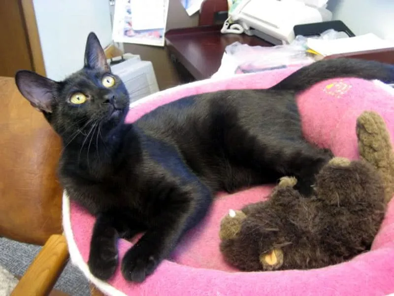 gato negro tendido en la cama rosa con un juguete a un lado' title=