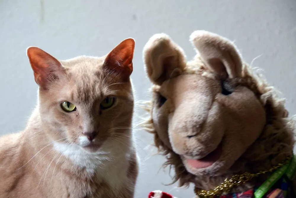 un gato marrón de aspecto serio con su peluche de camello de colores combinados' title=