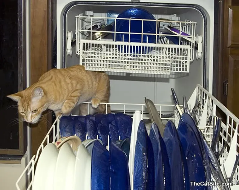 Vous ne croirez pas à quel point les chats peuvent être utiles dans la maison !