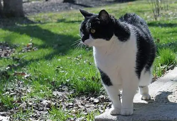 Histoplasmosis in cats