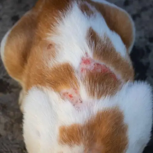 signs of a skin infection on a cat
