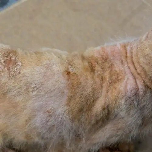 Ringworm on a cat