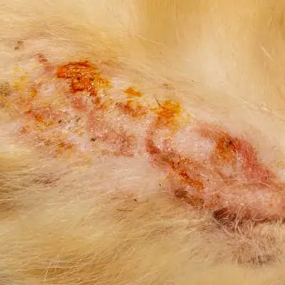 pyoderma skin infection on cat