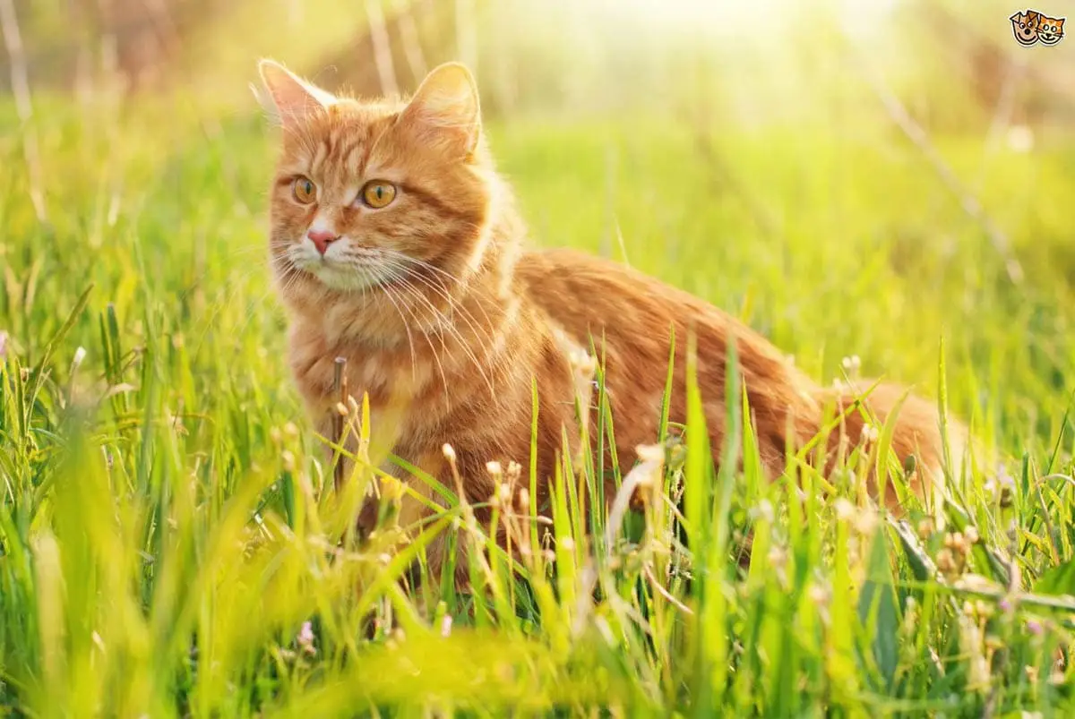 Febre do feno (rinite alérgica) em gatos