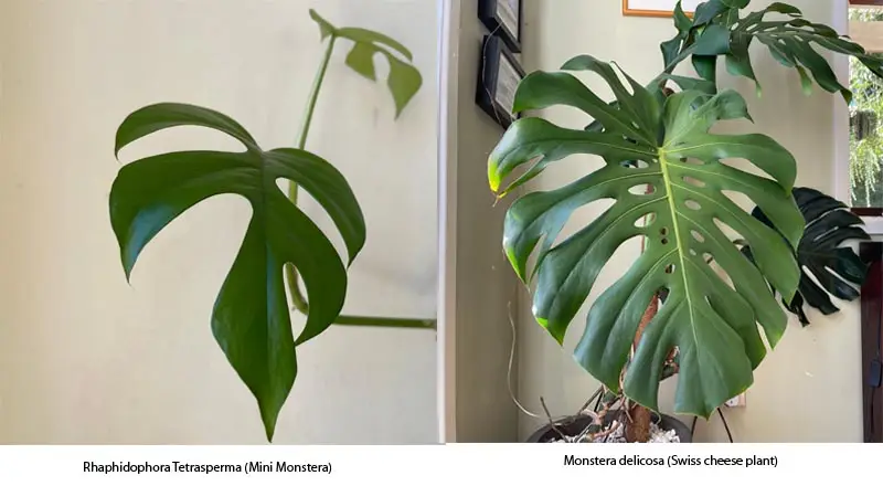 Mini Monstera vs Monstera delicosa