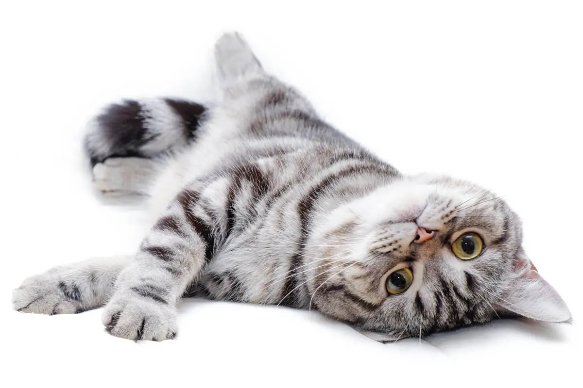 Male or female cat