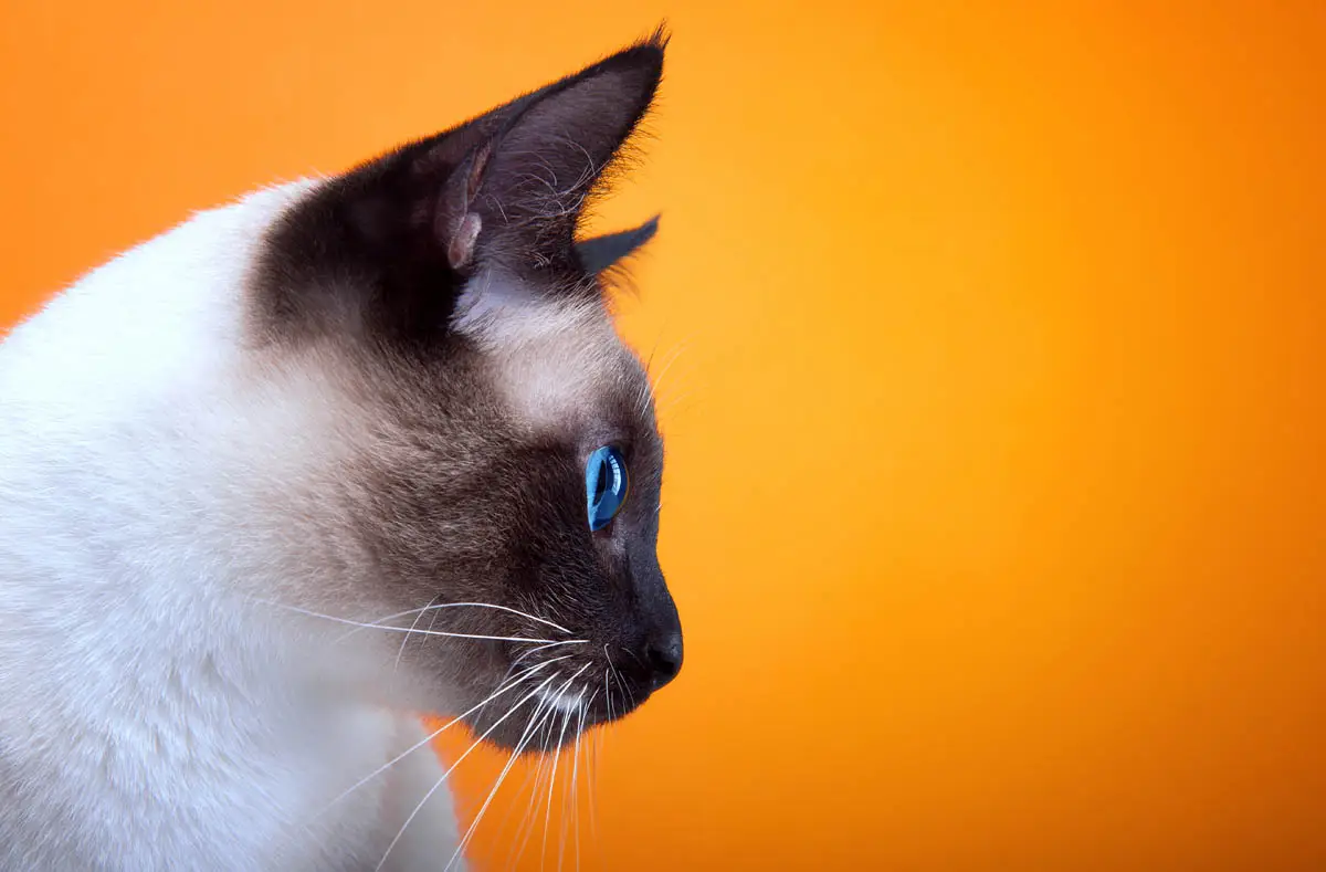 Vaginitis en gatos