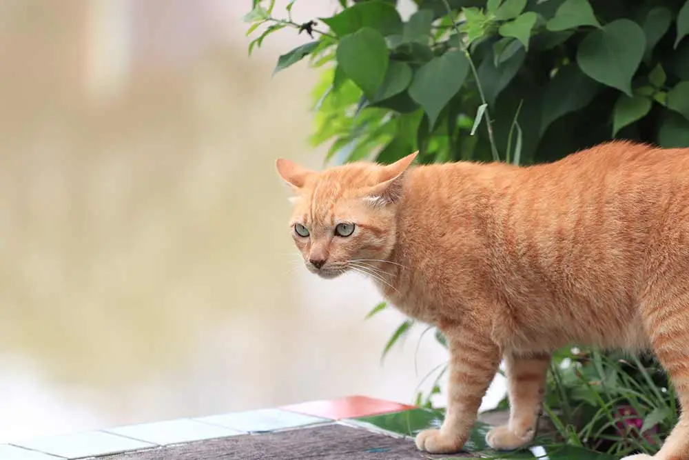 ¿Por qué los gatos de color naranja son gordos? Sus preguntas responden